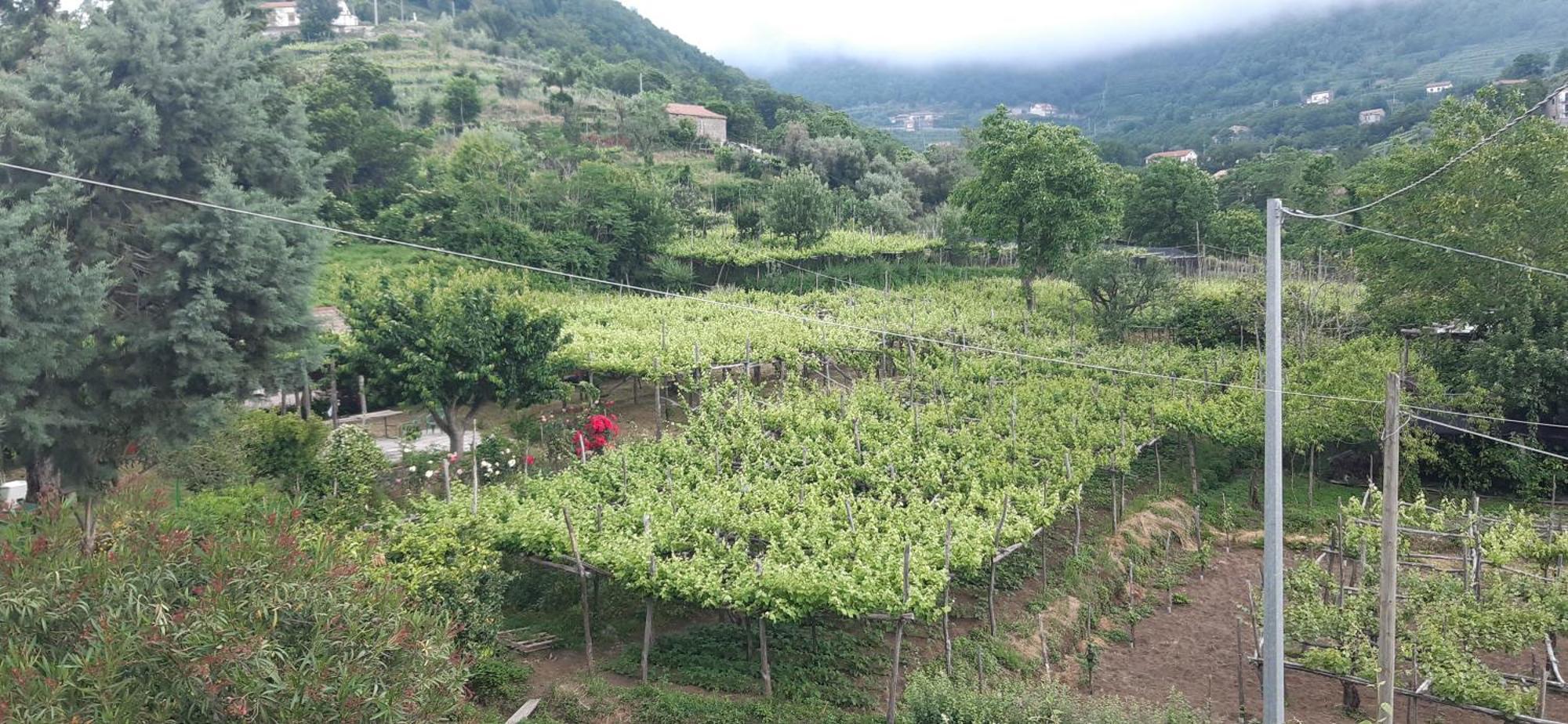 Gasthaus Agriturismo Mare E Monti Tramonti Exterior foto